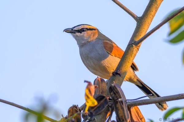 Black-crowned Tchagra - Zimbabwe - Honde Valley - 2026