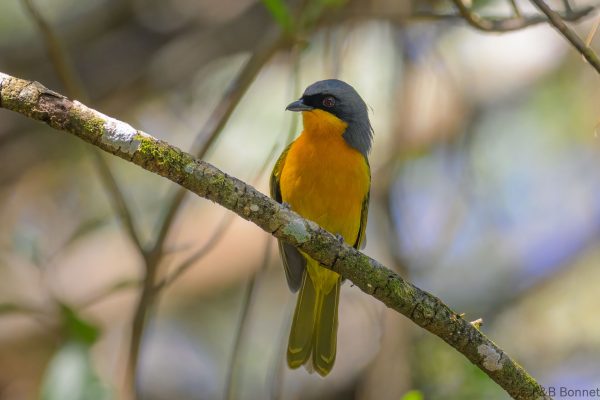 Black-fronted Bushshrike - Zimbabwe - Vumba - 2026
