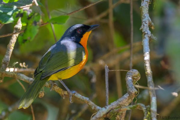Black-fronted Bushshrike - Zimbabwe - Vumba - 2026