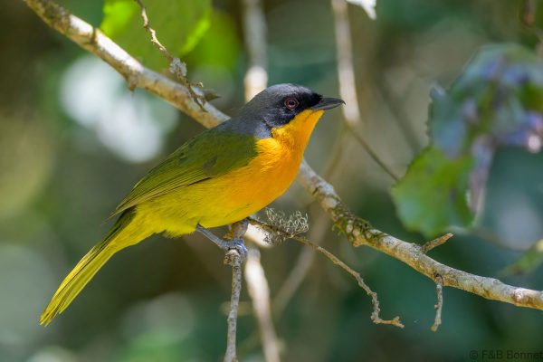 Black-fronted Bushshrike - Zimbabwe - Vumba - 2026