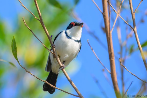 Black-throated Wattle-eye - Zimbabwe - Honde Valley
