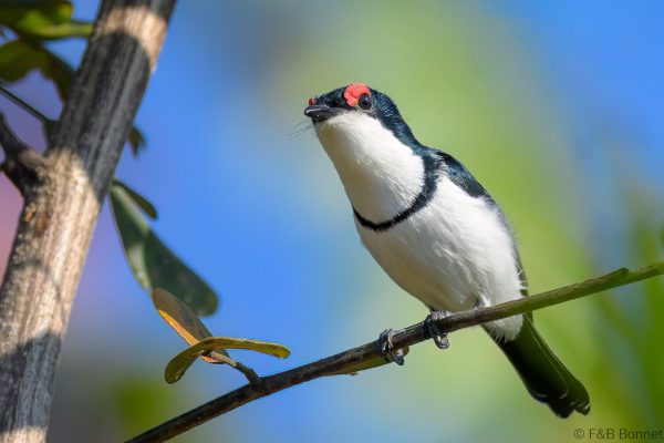 Black-throated Wattle-eye - Zimbabwe - Honde Valley