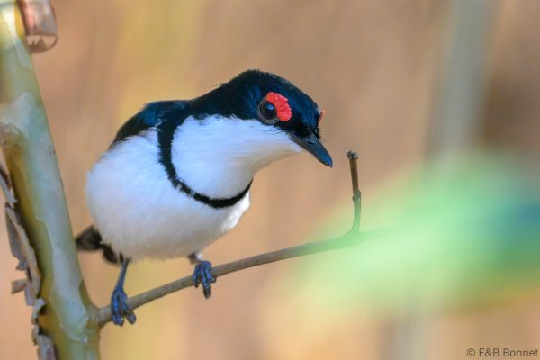 Black-throated Wattle-eye - Zimbabwe - Honde Valley