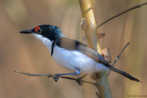 Black-throated Wattle-eye - Zimbabwe - Honde Valley