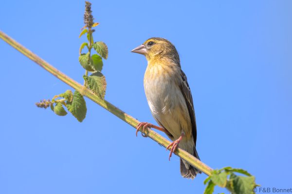 Black-winged Red Bishop - Zimbabwe - Honde Valley - 2026
