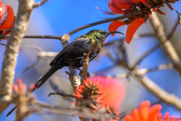 Bronze Sunbird - Zimbabwe - Nangya - 2026