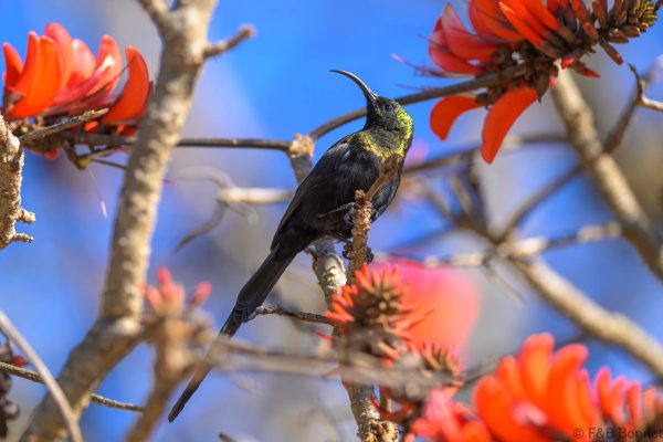 Bronze Sunbird - Zimbabwe - Nangya - 2026
