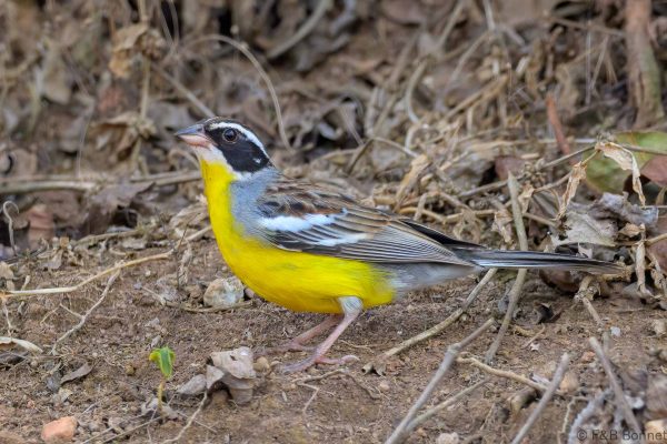 Cabanis's Bunting - Zimbabwe - Honde Valley - 2026