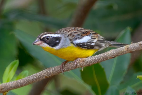 Cabanis's Bunting - Zimbabwe - Honde Valley - 2026