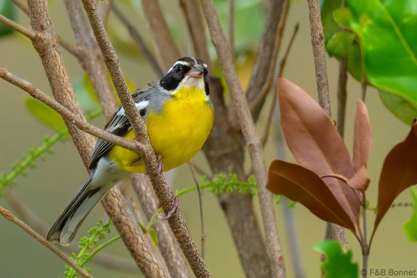 Cabanis's Bunting - Zimbabwe - Honde Valley - 2026