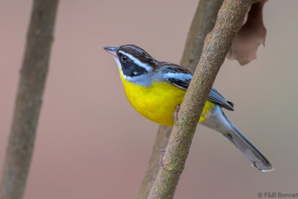 Cabanis's Bunting - Zimbabwe - Honde Valley - 2026