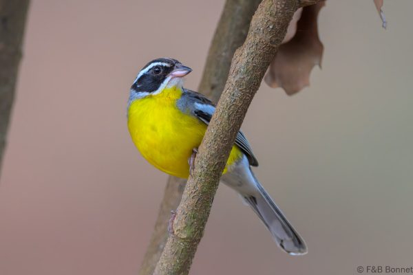 Cabanis's Bunting - Zimbabwe - Honde Valley - 2026