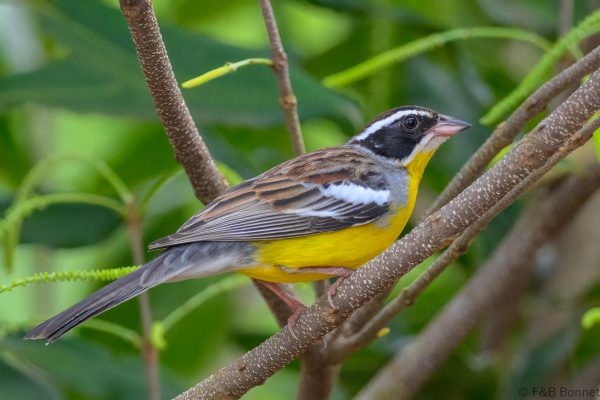 Cabanis's Bunting - Zimbabwe - Honde Valley - 2026