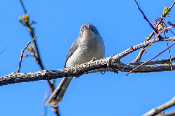 Chirinda Apalis - Zimbabwe - Vumba - 2026