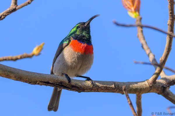 Eastern Miombo Sunbird - Zimbabwe - Vumba - 2026