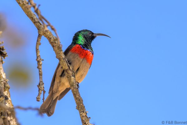 Eastern Miombo Sunbird - Zimbabwe - Vumba - 2026