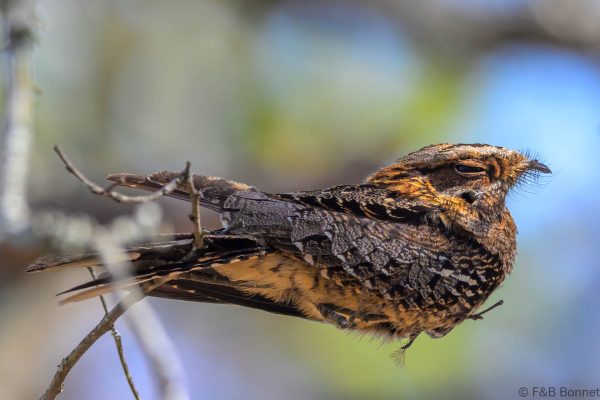 Fiery-necked Nightjar - Zimbabwe - Gosho Park - 2026