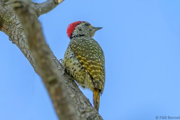 Green-backed Woodpecker - Zimbabwe - Honde Valley - 2026