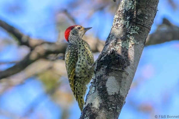 Green-backed Woodpecker - Zimbabwe - Honde Valley - 2026