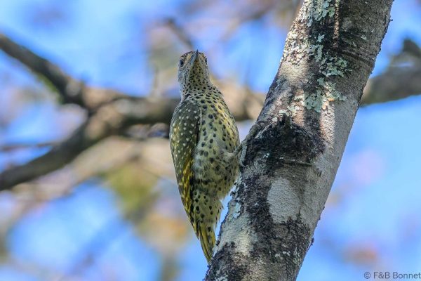 Green-backed Woodpecker - Zimbabwe - Honde Valley - 2026
