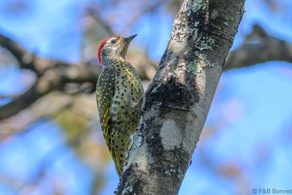 Green-backed Woodpecker - Zimbabwe - Honde Valley - 2026