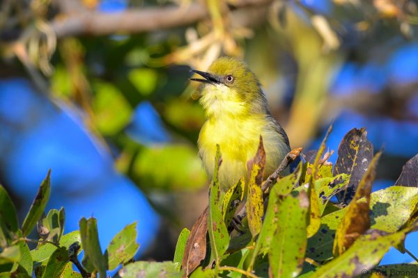 Green-capped Eremomela - Zimbabwe - Vumba - 2026