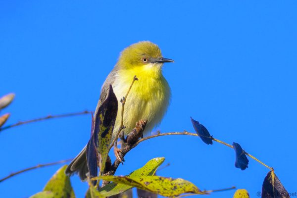 Green-capped Eremomela - Zimbabwe - Vumba - 2026