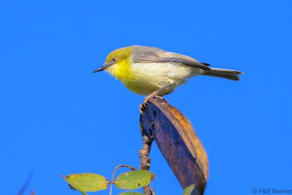 Green-capped Eremomela - Zimbabwe - Vumba - 2026