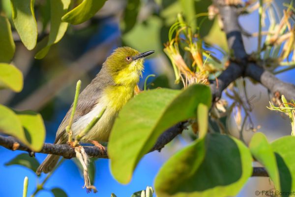 Green-capped Eremomela - Zimbabwe - Vumba - 2026