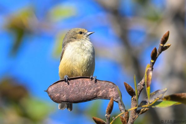 Grey Penduline Tit - Zimbabwe - Vumba - 2026