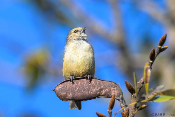 Grey Penduline Tit - Zimbabwe - Vumba - 2026