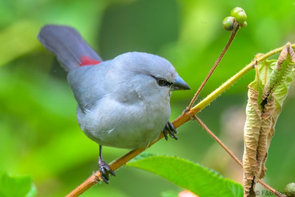 Grey Waxbill - Zimbabwe - Honde Valley - 2026