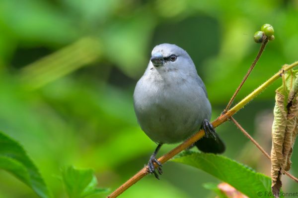 Grey Waxbill - Zimbabwe - Honde Valley - 2026