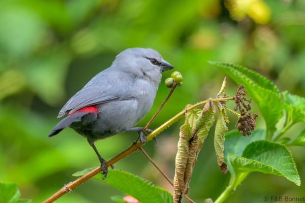 Grey Waxbill - Zimbabwe - Honde Valley - 2026
