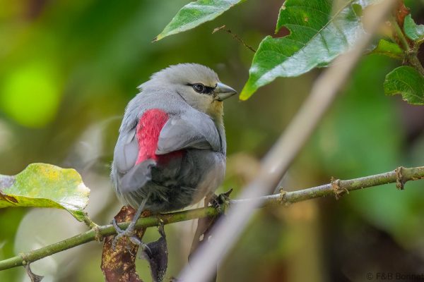 Grey Waxbill - Zimbabwe - Honde Valley - 2026