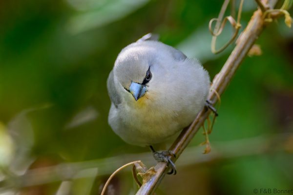 Grey Waxbill - Zimbabwe - Honde Valley - 2026