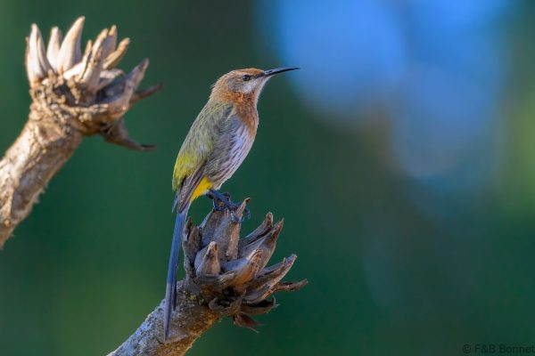 Gurney's Sugarbird - Zimbabwe - Troutbeck - 2026
