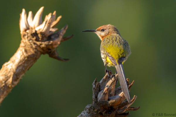 Gurney's Sugarbird - Zimbabwe - Troutbeck - 2026