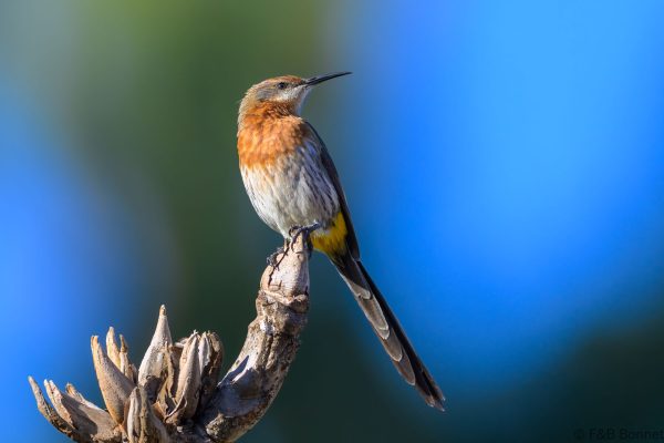 Gurney's Sugarbird - Zimbabwe - Troutbeck - 2026