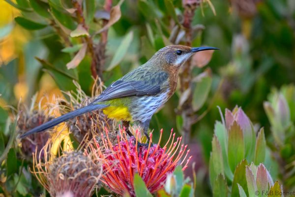 Gurney's Sugarbird - Zimbabwe - Troutbeck - 2026