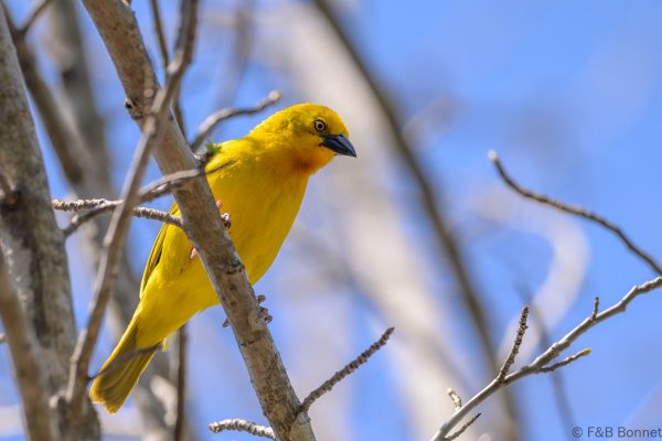 Holub's Golden Weaver - Zimbabwe - Troutbeck - 2026