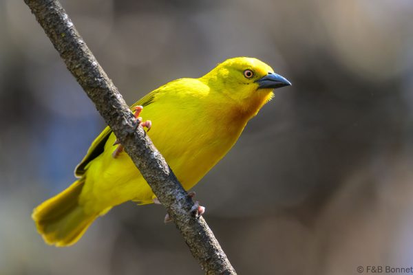 Holub's Golden Weaver - Zimbabwe - Troutbeck - 2026