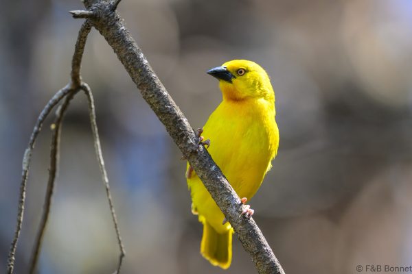Holub's Golden Weaver - Zimbabwe - Troutbeck - 2026