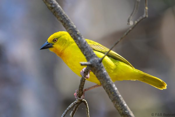 Holub's Golden Weaver - Zimbabwe - Troutbeck - 2026