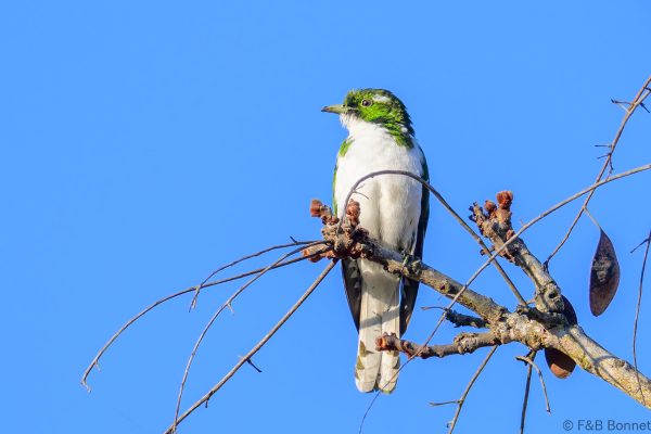 Klaas's Cuckoo - Zimbabwe - Vumba - 2026