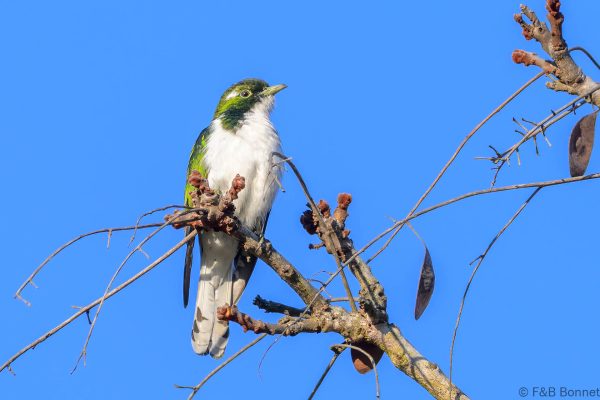 Klaas's Cuckoo - Zimbabwe - Vumba - 2026
