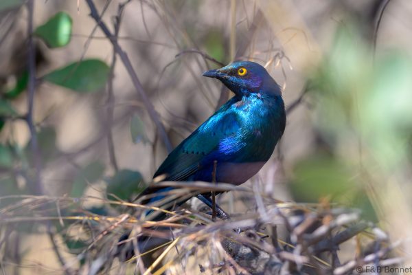 Lesser Blue-eared Starling - Zimbabwe - Mukuvisi Woodlands