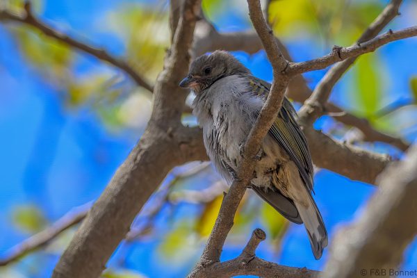 Lesser Honeyguide - Zimbabwe - Mukuvisi Woodlands - 2026