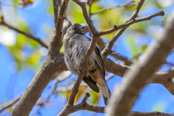 Lesser Honeyguide - Zimbabwe - Mukuvisi Woodlands - 2026