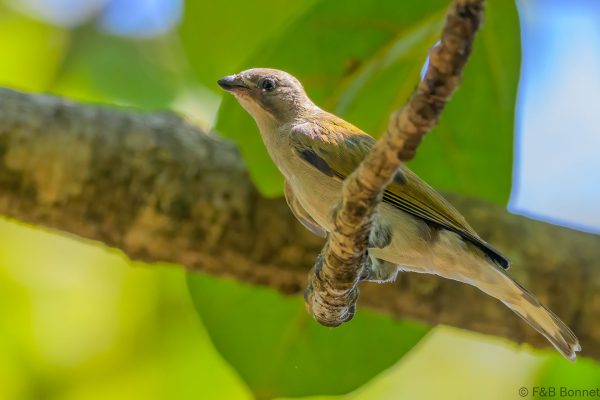 Lesser Honeyguide - Zimbabwe - Honde Valley - 2026